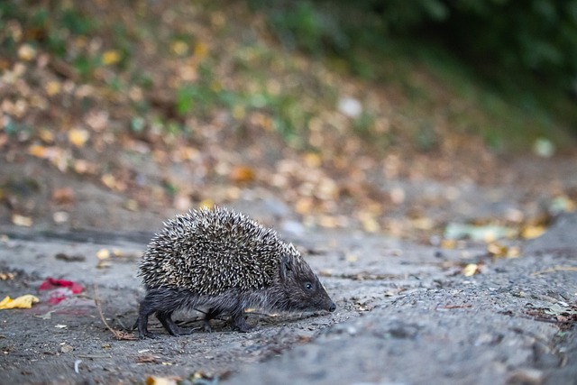 迈阿密网球公开赛 郑钦文阿丽娜晋级女单16强.