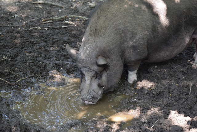 内线大将表现出色，缺乏出场机会，太阳战术存在问题.